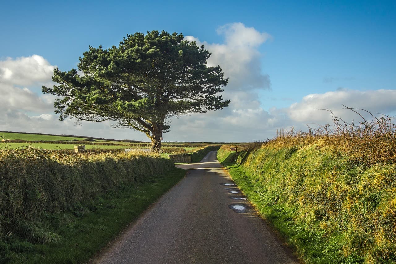 A quiet country lane under a big sky, one tree beside the road
