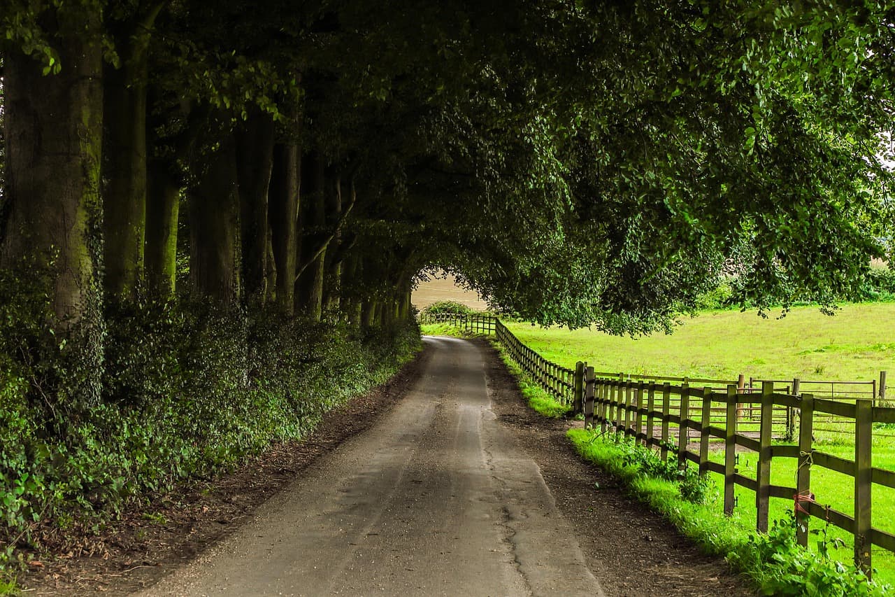 A lane under a tunnel of trees, a wooden fence beside a green field